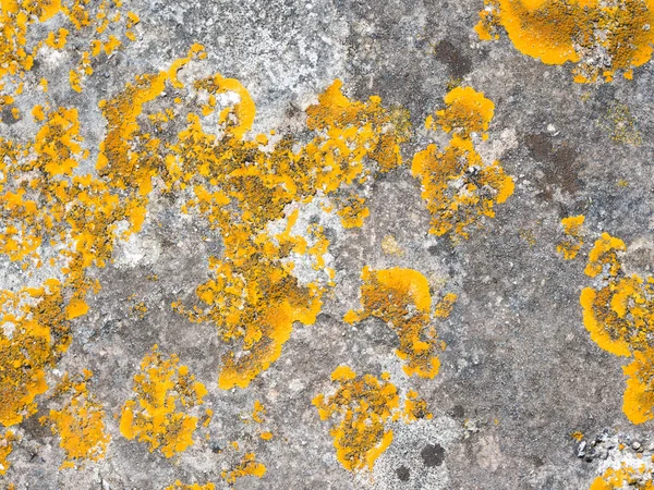 Xanthoria parietina lichen growing on stone. — Stock Photo, Image