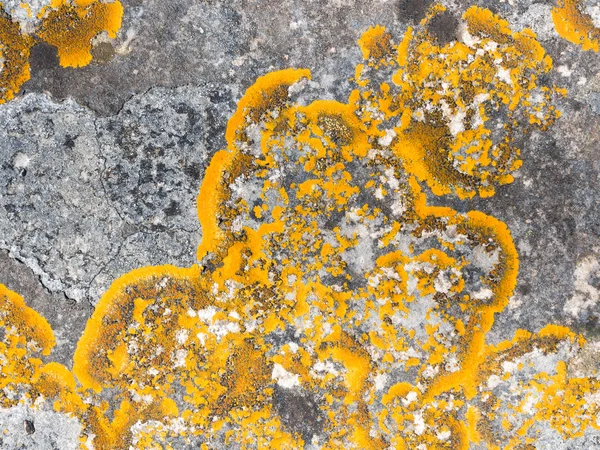 Xanthoria parietina λειχήνες που αναπτύσσονται σε πέτρα. — Φωτογραφία Αρχείου