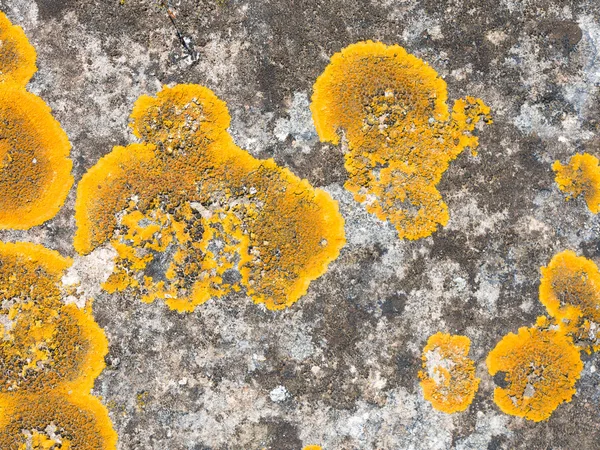 Xanthoria parietina lichene che cresce sulla pietra . — Foto Stock