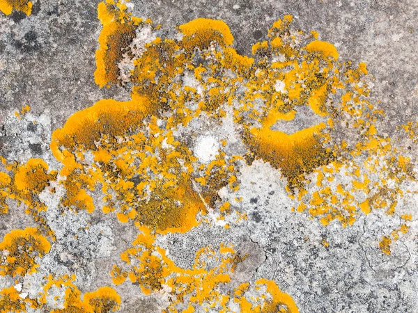 Xanthoria parietina liquen creciendo sobre piedra . — Foto de Stock