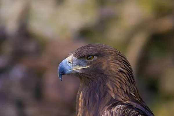 Portrait of an eagle — Stock Photo, Image