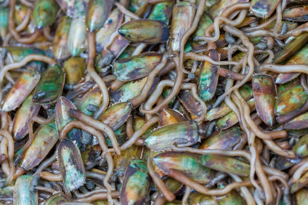 Water Bug en el mercado de Tailandia —  Fotos de Stock