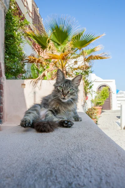 Gato relajante en Thira — Foto de Stock