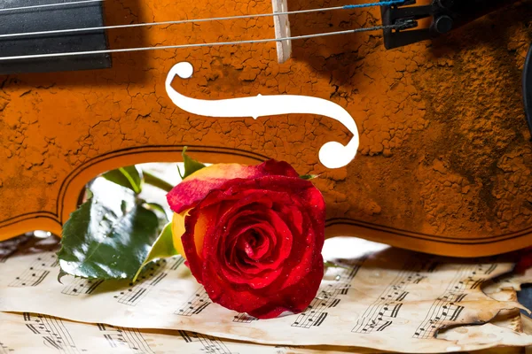 Spartiti per violino e rosa — Foto Stock