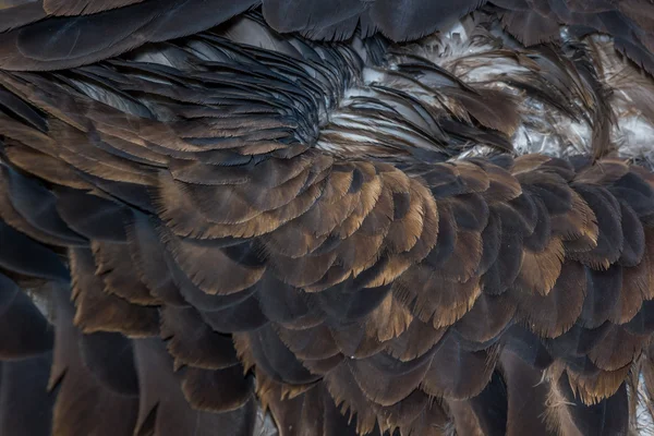 Plumes d'aigle texture — Photo