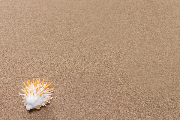 Mořské mušle s hroty na pláži — Stock fotografie