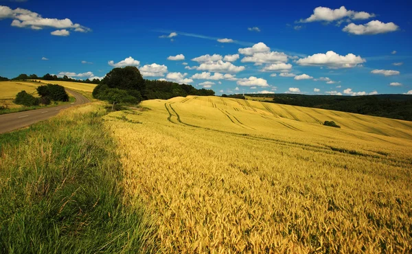 Zomer landschap — Stockfoto