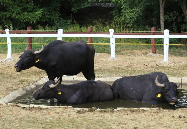 Bufalllos — Stockfoto