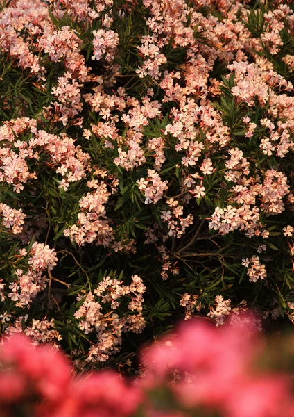 Almendras — Foto de Stock