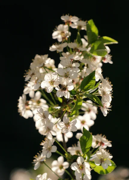 Whiteflowers op lentetijd — Stockfoto
