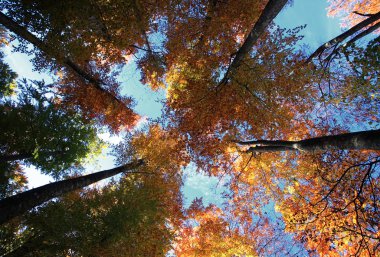 sonbaharda ağaçların tepesine