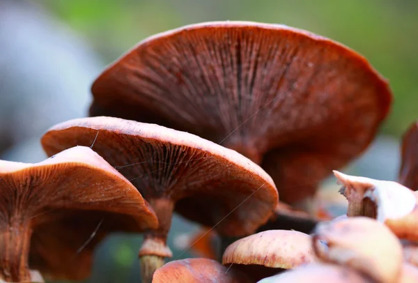 Группа грибов — стоковое фото