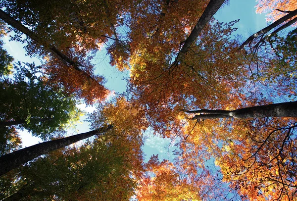 Topo de árvores no outono — Fotografia de Stock