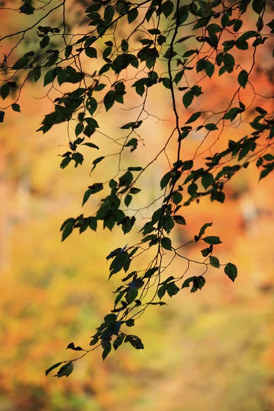 Autumn in Plitvice — Stock Photo, Image