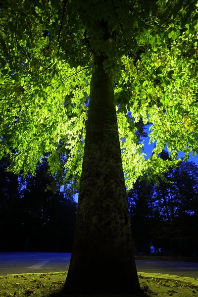 Tree in backlight — Stock Photo, Image