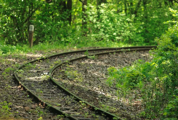 Treinspoor in bos — Stockfoto