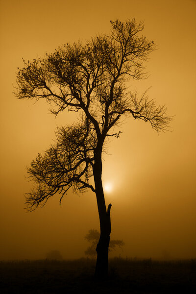 Sun behind single tree at misty morning