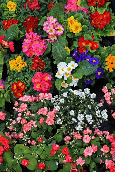 화려 한 꽃들 — 스톡 사진