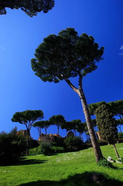 Alberi di pino — Foto Stock