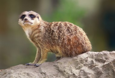 suricata