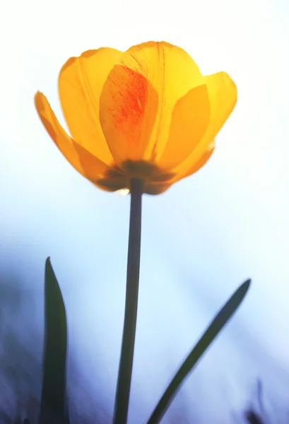 Tulipe — Photo