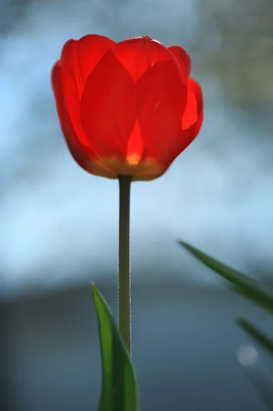 Tulipán — Foto de Stock