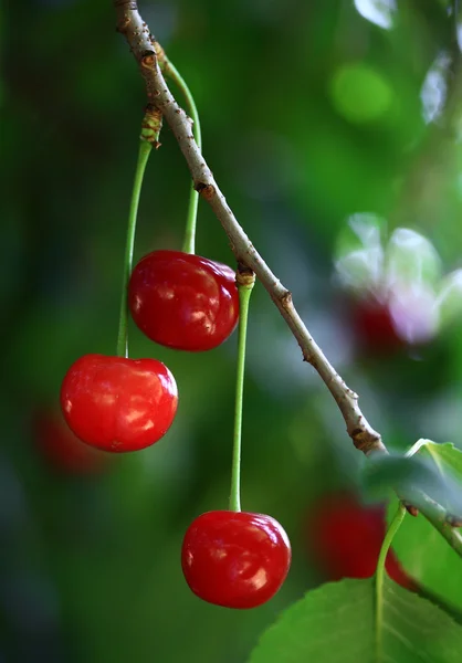 Sura körsbär — Stockfoto