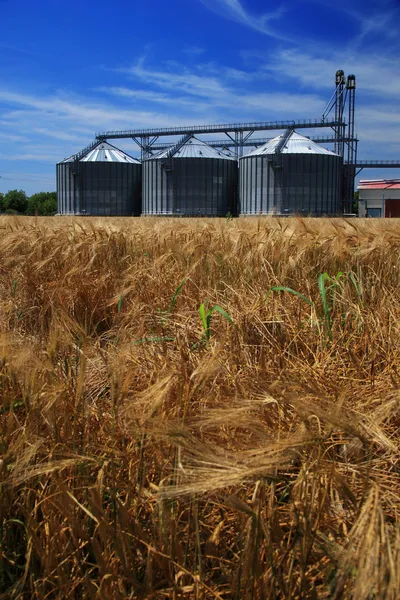 Agricultură — Fotografie, imagine de stoc