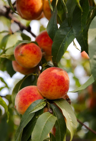 Peaches on a tree — Stock Photo, Image