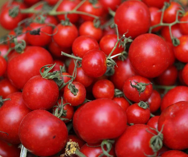 Tomates — Foto de Stock