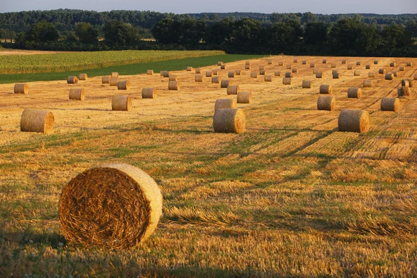 Sommarlandskap — Stockfoto