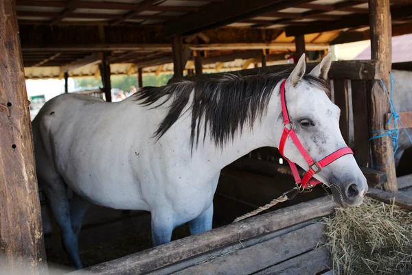 Paard in stal — Stockfoto