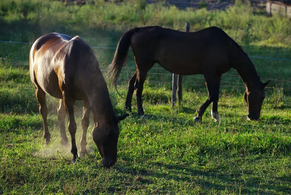 Paarden — Stockfoto