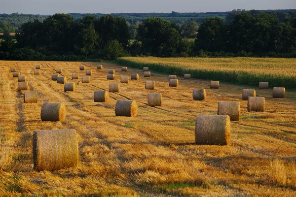 Paisaje con fardos de paja a finales de verano — Foto de Stock