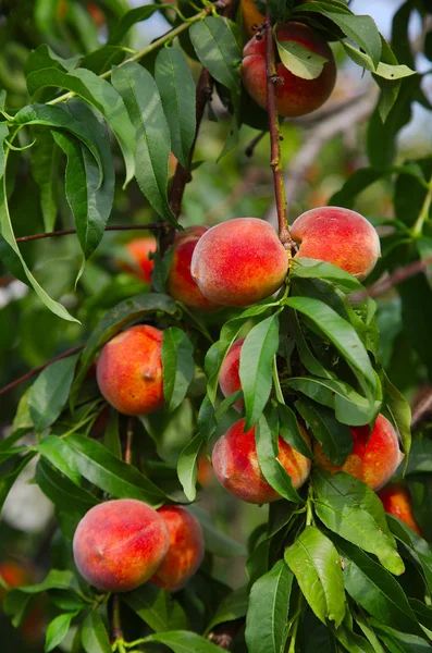 Peaches — Stock Photo, Image