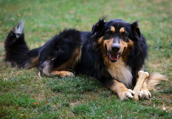 庭のジャーマン ・ シェパード犬 — ストック写真