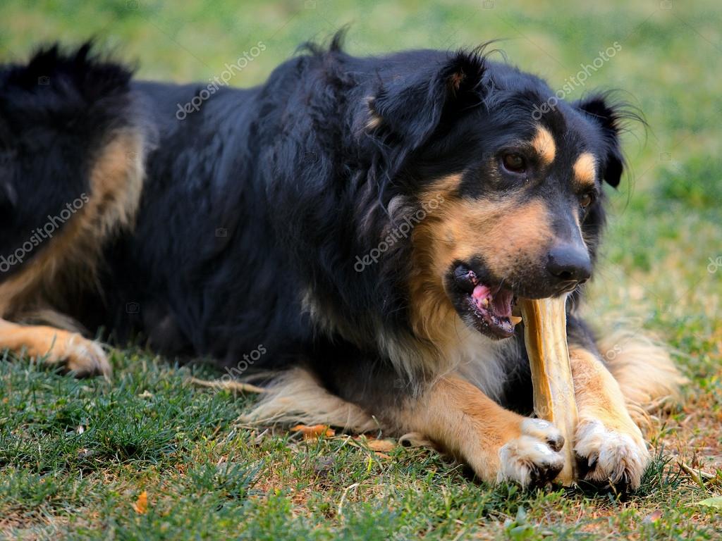 Dog eating bone — Stock Photo © joruba75 35364251
