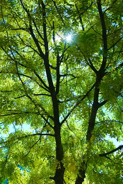 Sunlight in trees of green summer forest — Stock Photo, Image