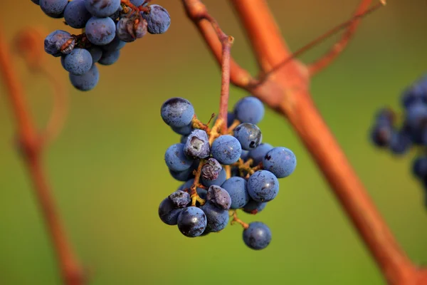Um bando de uvas — Fotografia de Stock