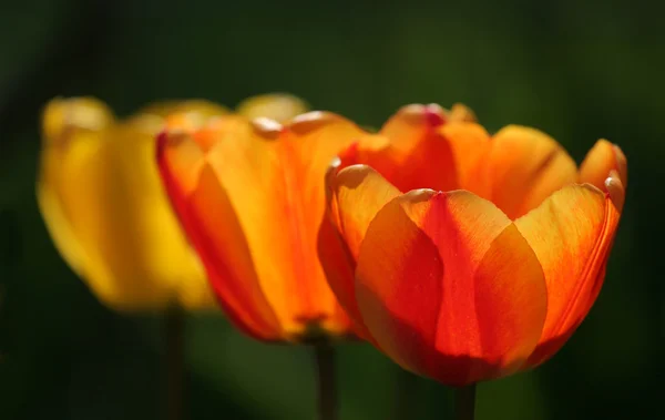 Tulips — Stock Photo, Image