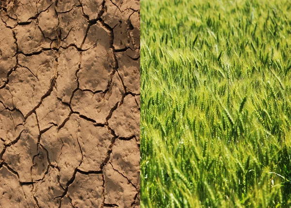 Dry field and green wheat — Stock Photo, Image