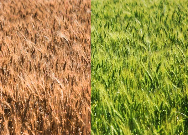 Buğday tarlası — Stok fotoğraf