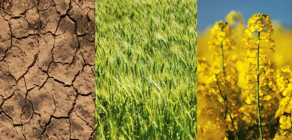 Сухое поле, зеленая пшеница и желтый цветок рапса — стоковое фото