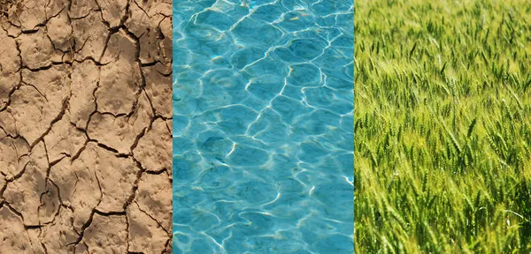 Trockenes Feld, grüner Weizen und Wasser — Stockfoto