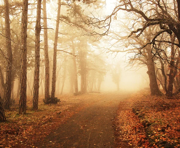 Misty forest in autumn with trees — Stock Photo, Image