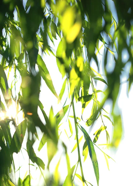Bladen på Salix — Stockfoto