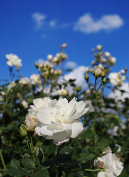 Rosa blanca —  Fotos de Stock