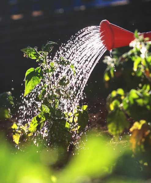 Watering — Stock Photo, Image