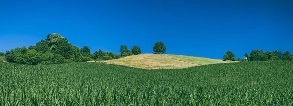 Piękny Krajobraz Rolniczy Pola Kukurydzy — Zdjęcie stockowe