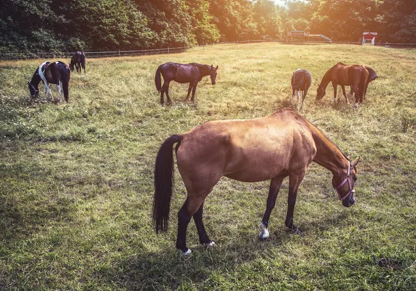 Cavalos Livre Fazenda Paisagem Beleza — Fotografia de Stock